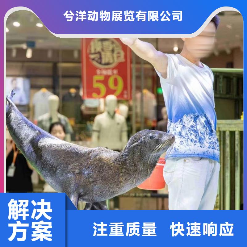 海洋主题动物表演观赏性羊驼租赁多年行业经验
