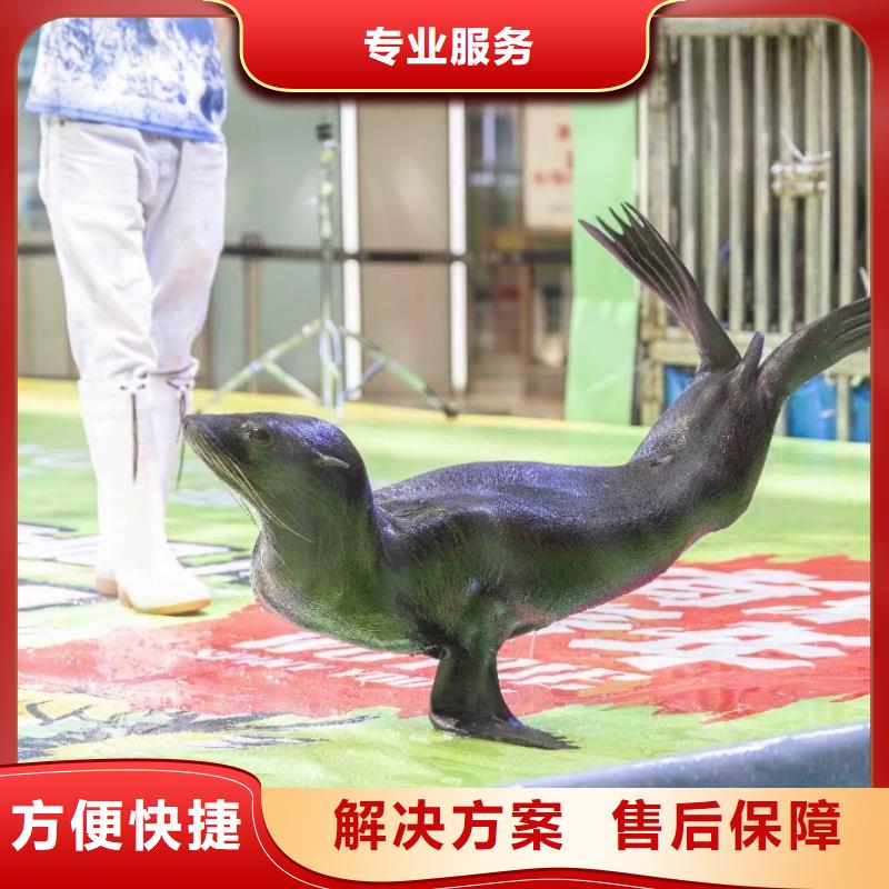 【海洋主题动物表演】,【马戏团表演出租租赁】公司