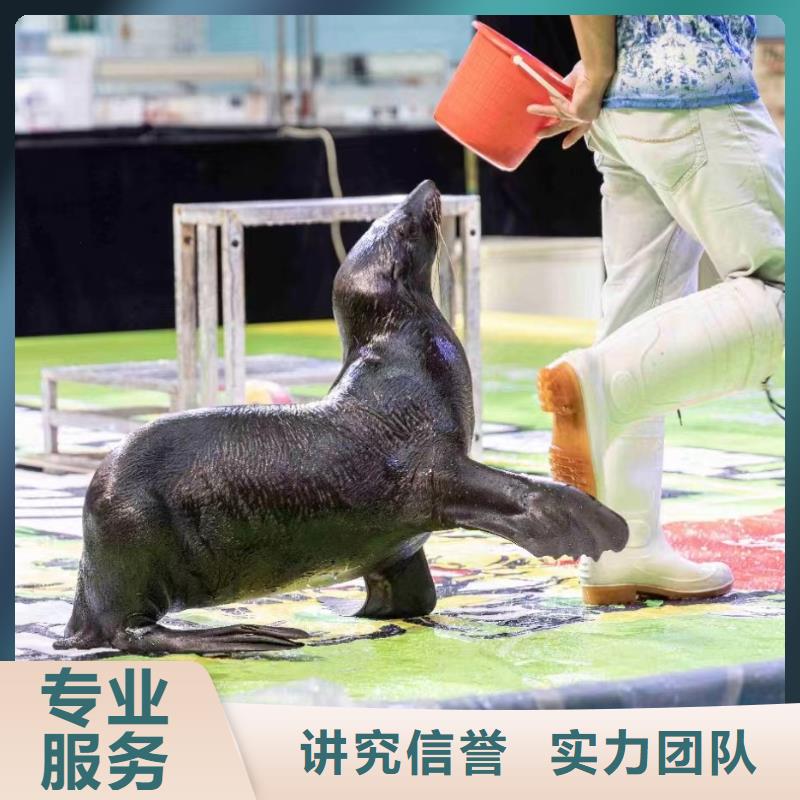 【海洋主题动物表演】出租动物表演专业品质