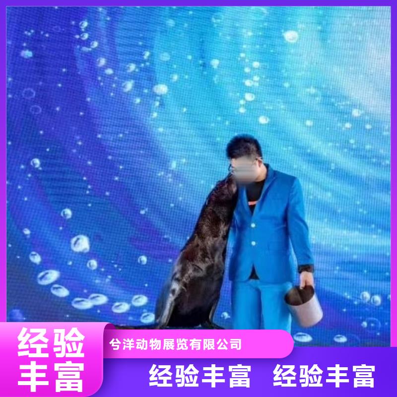 海洋主题动物表演,出租表演鹦鹉高品质