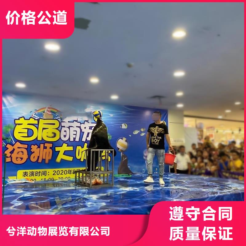 【海洋主题动物表演,表演羊驼租赁诚信经营】