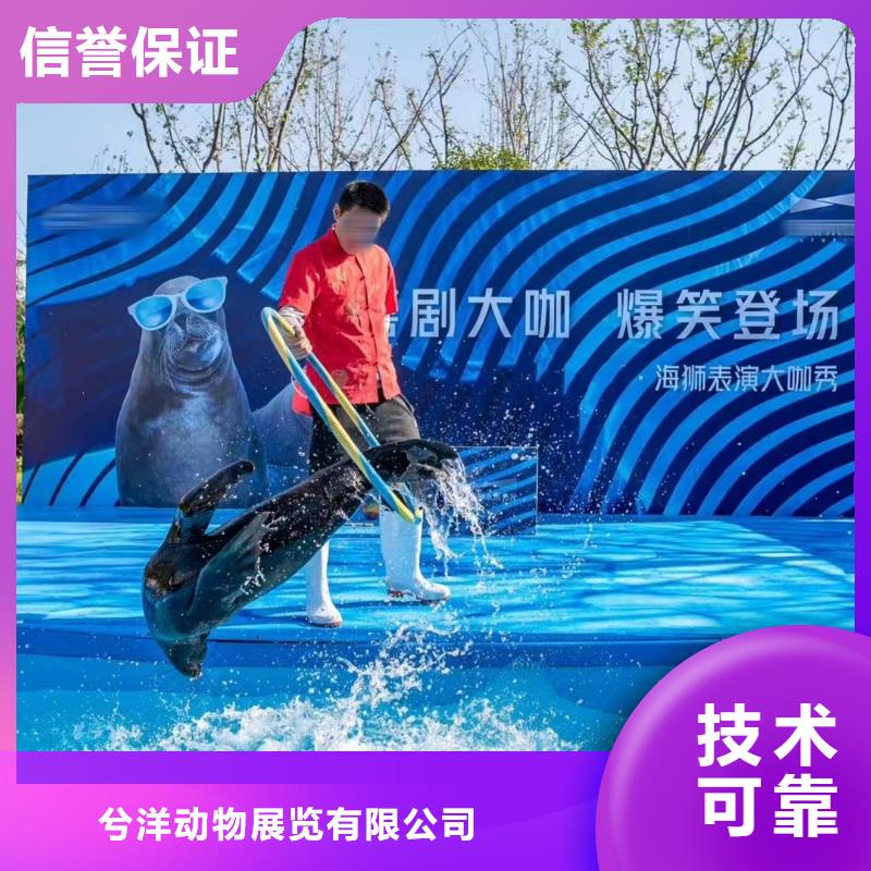 海洋主题动物表演-马戏团表演良好口碑