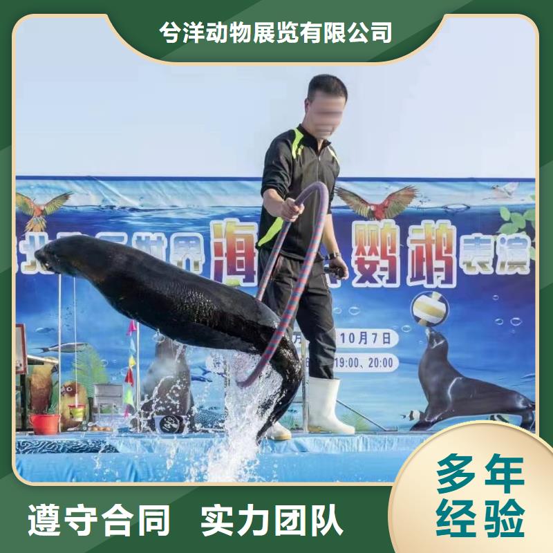 海洋主题动物表演马戏团表演出租租赁先进的技术