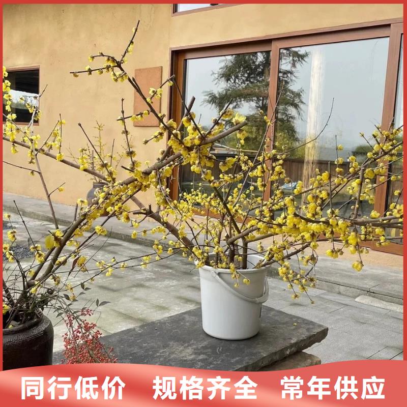 艺术漆厂家户外稻草漆施工全包价