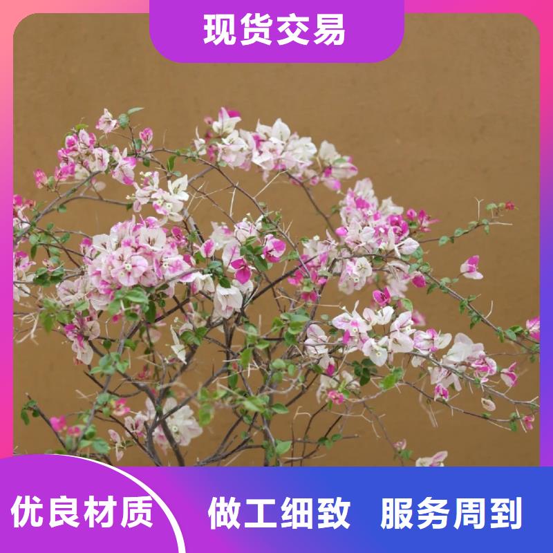 施工价格内外墙稻草漆质优价廉