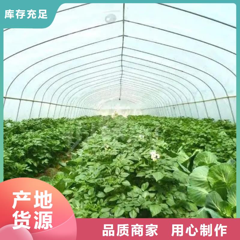 广东省深圳市梅沙街道芒果大棚管品质保障