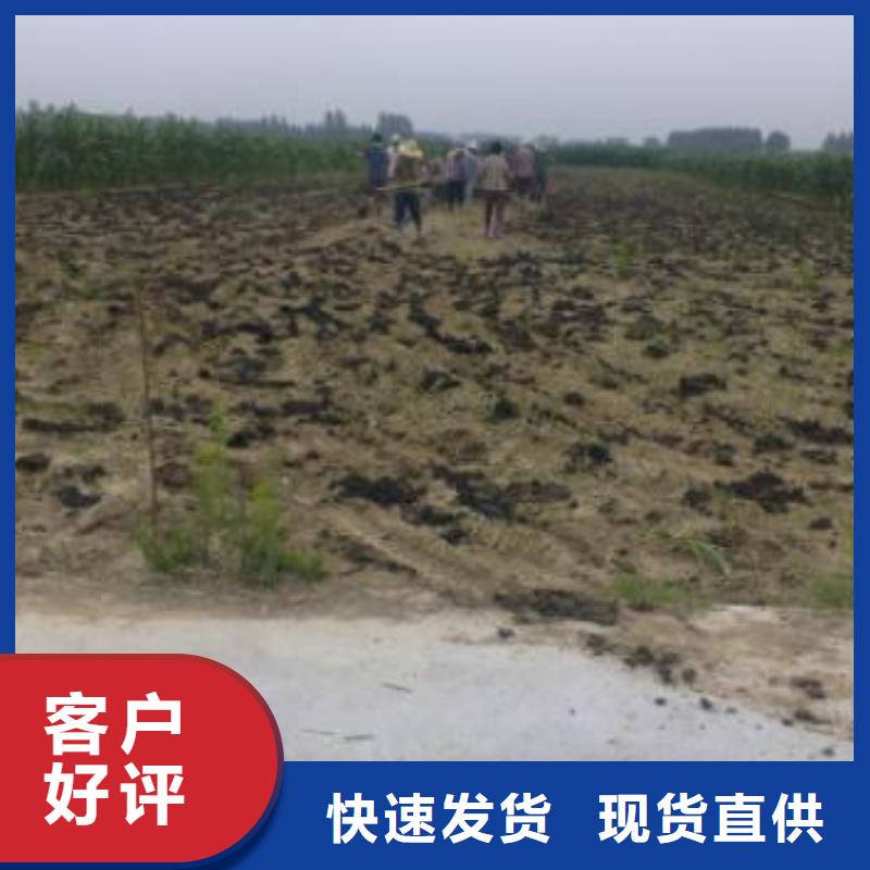 中山市东凤镇稻壳鸡粪价钱