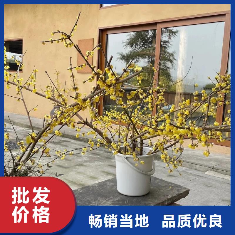 夯土稻草漆图片