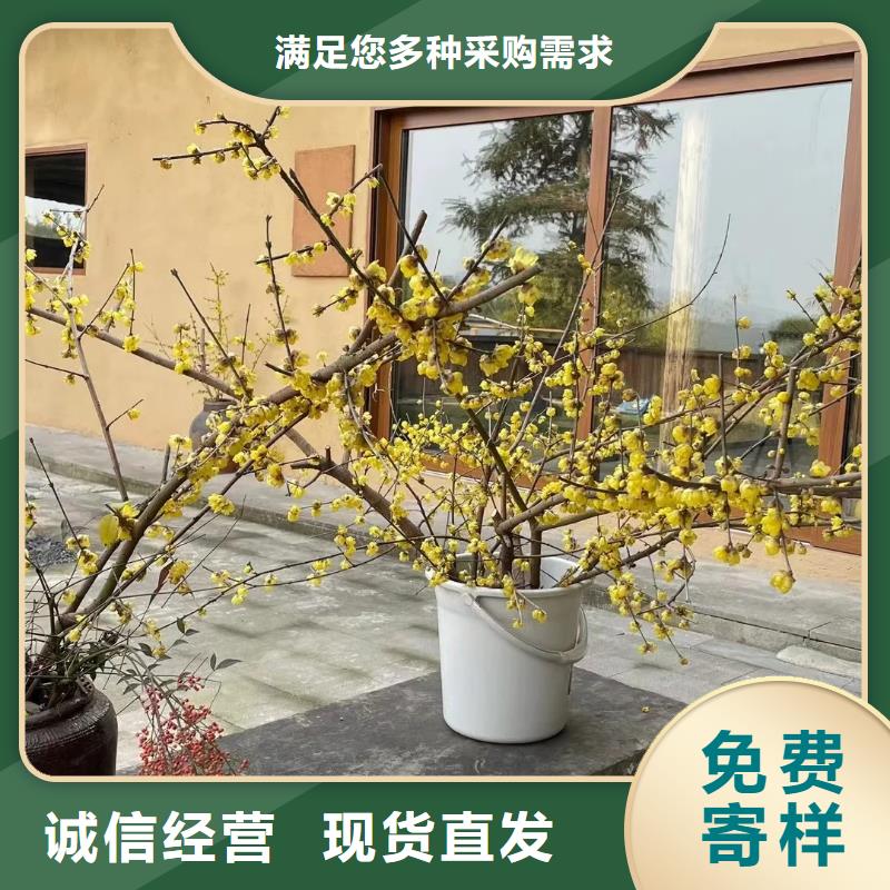 外墙稻草漆厂商