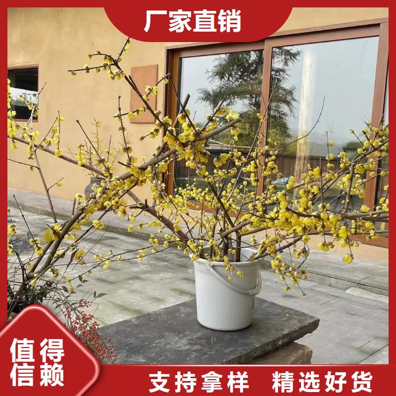 内墙稻草漆一公斤价格