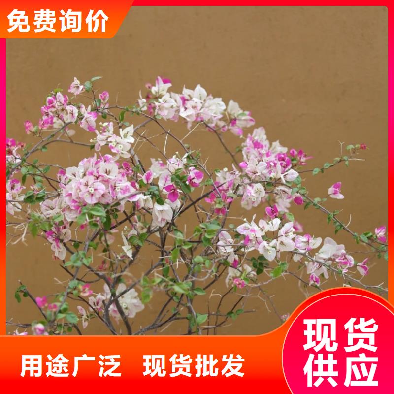 仿夯土肌理漆专业施工，源头工厂