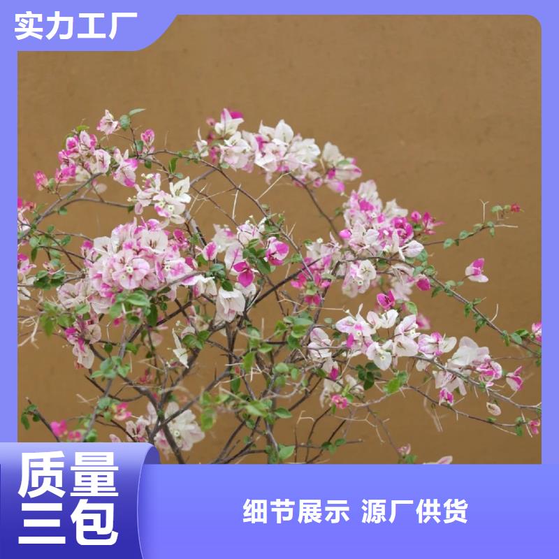 稻秸秆漆生产厂家，批发价，可施工