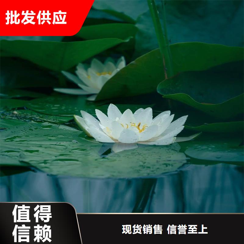 精品睡莲全国销售点