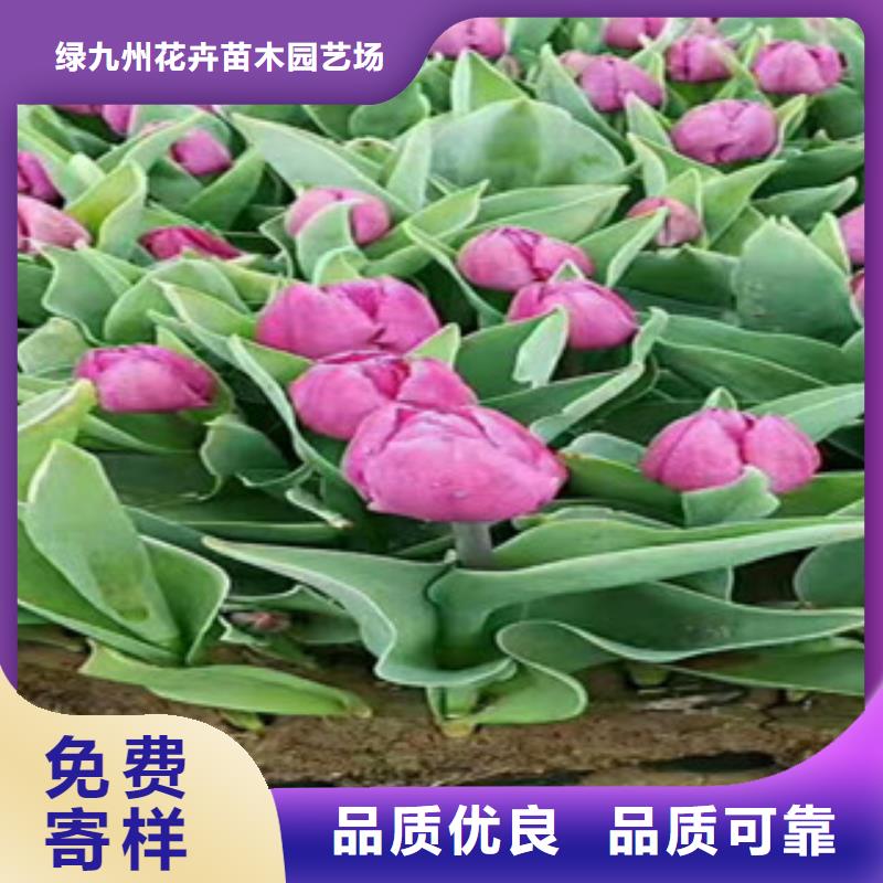 时令草花-【水生植物/荷花睡莲】一致好评产品