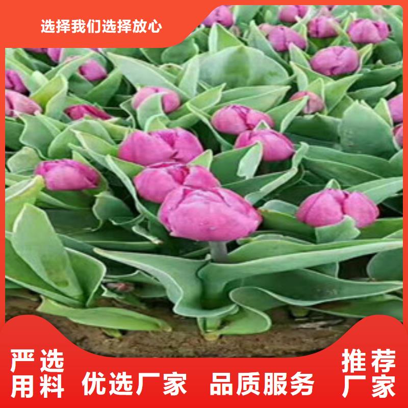 时令草花【耐寒耐旱草花基地】做工细致