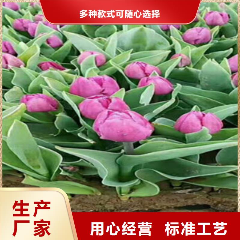 时令草花【柳叶马鞭草/薰衣草】厂家直销安全放心