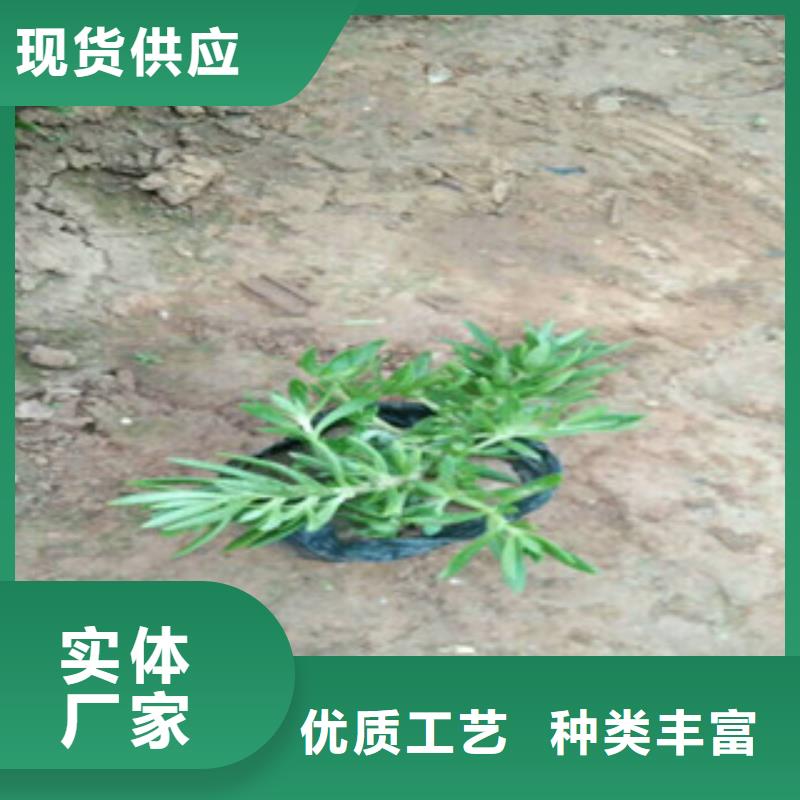 时令草花五一国庆草花批发多种规格供您选择