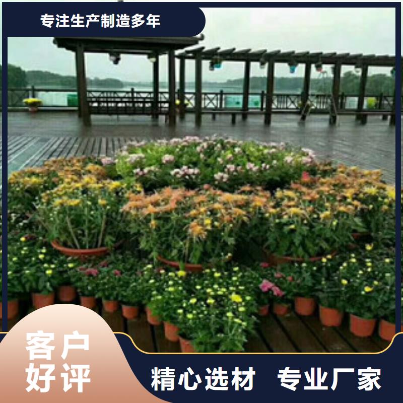 时令草花花海景观工程实体诚信经营