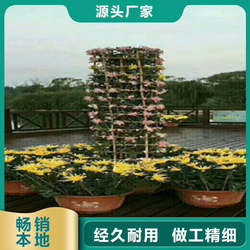 时令草花_水生植物/荷花睡莲应用范围广泛