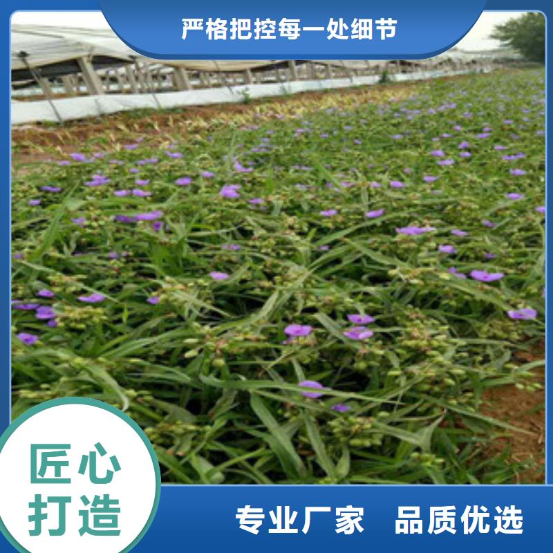 时令草花时令花卉/绿化草花价格精选优质材料
