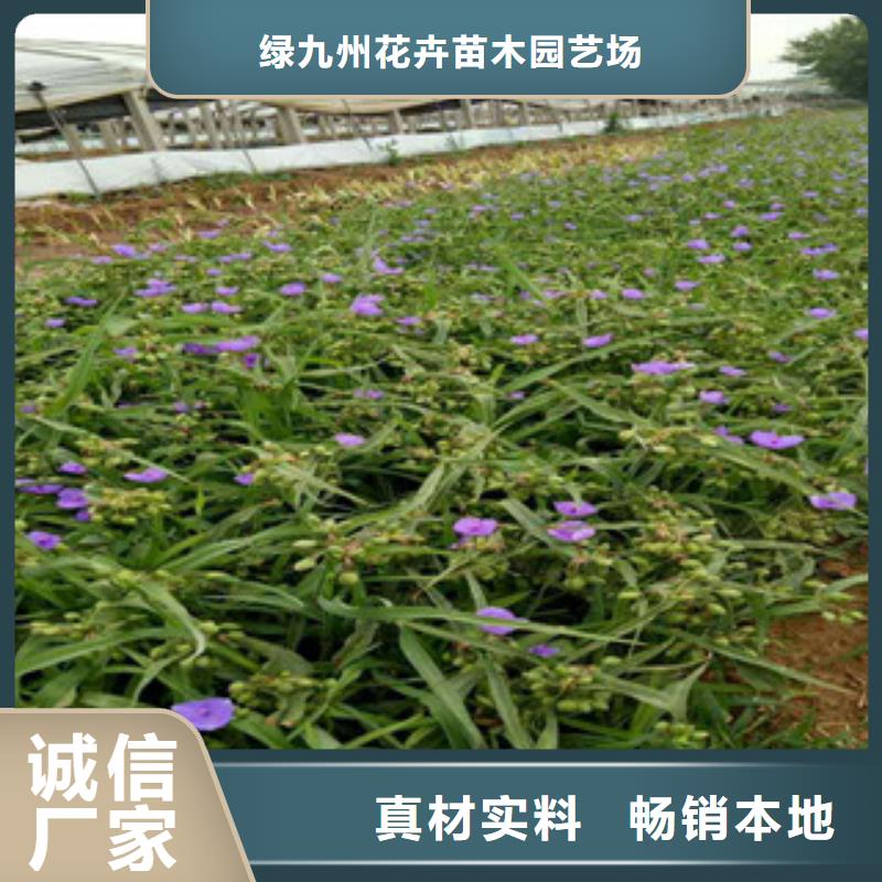 时令草花耐寒耐旱草花基地购买的是放心