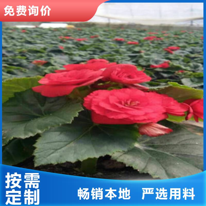 时令草花五一国庆草花批发规格齐全