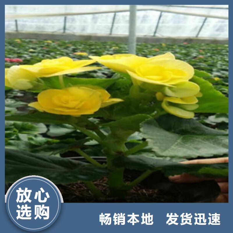 时令草花【柳叶马鞭草/薰衣草】厂家直销安全放心