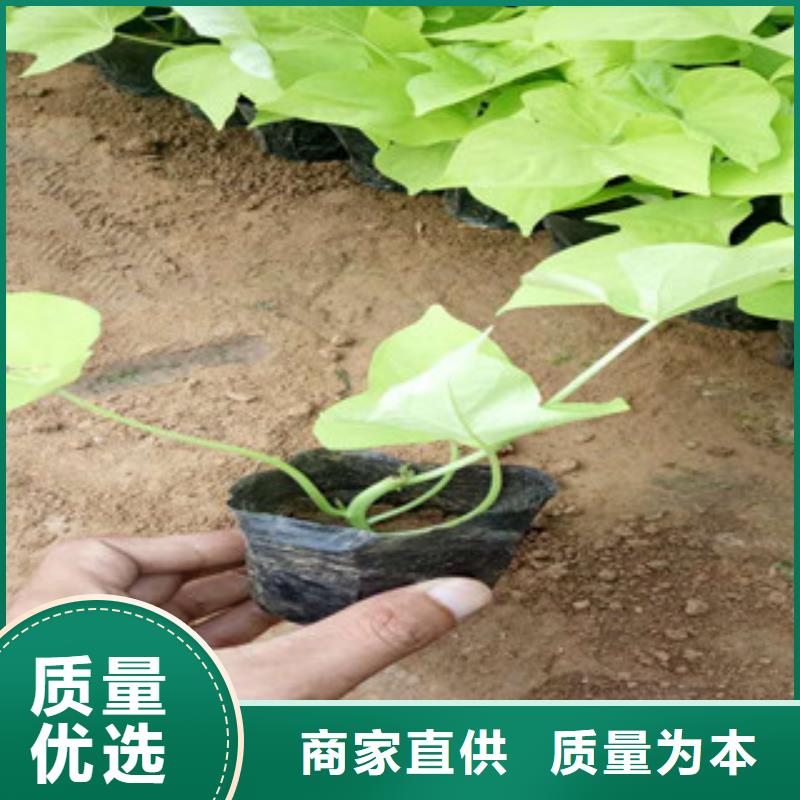 时令草花宿根花卉基地好产品放心购