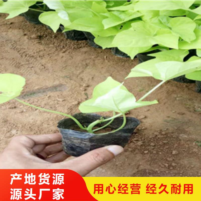 时令草花-【宿根花卉基地】快捷的物流配送