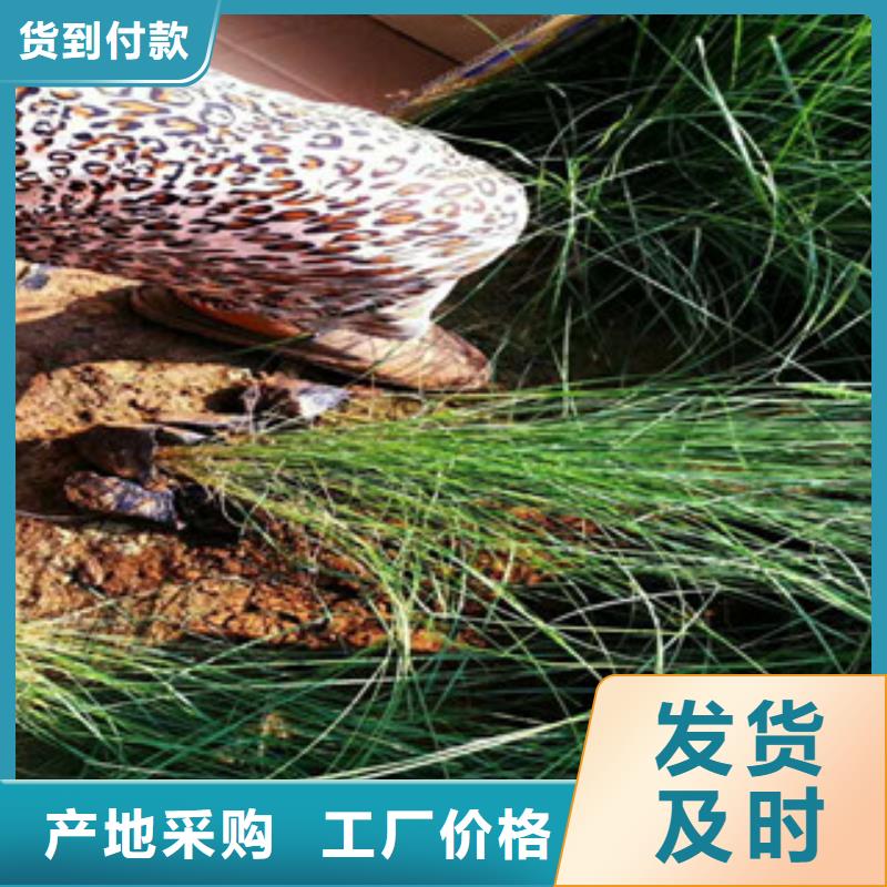 时令草花-【水生植物/荷花睡莲】一致好评产品