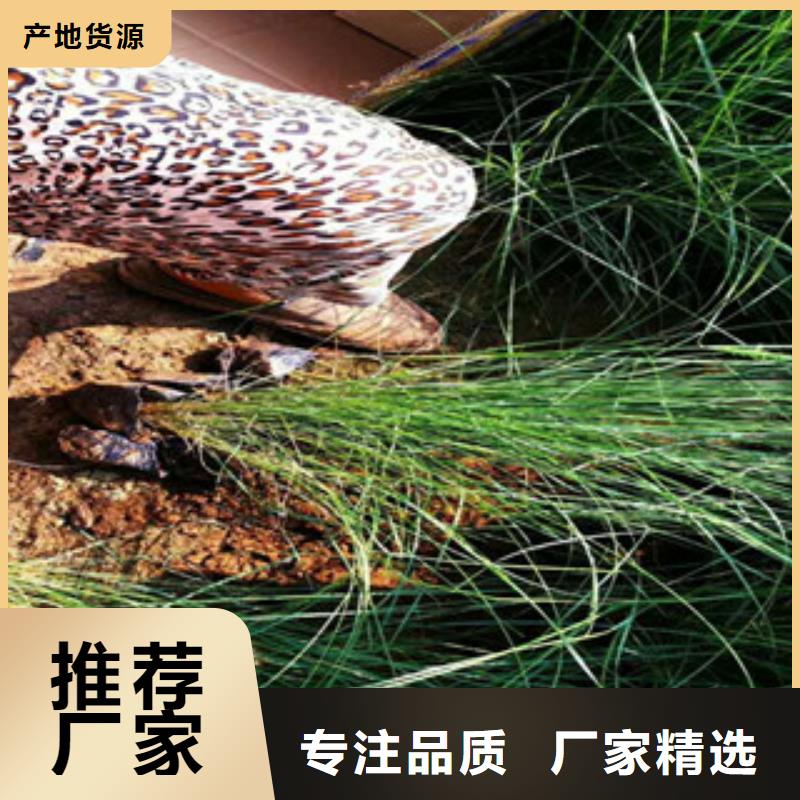 时令草花【耐寒耐旱草花基地】专注细节使用放心