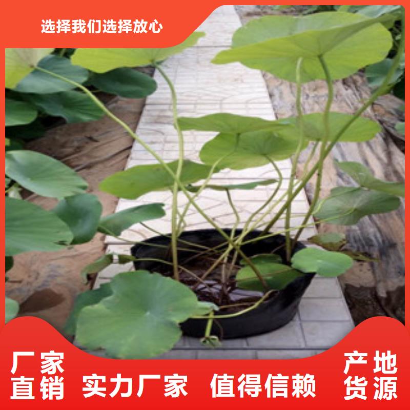 时令草花柳叶马鞭草/薰衣草无中间商厂家直销