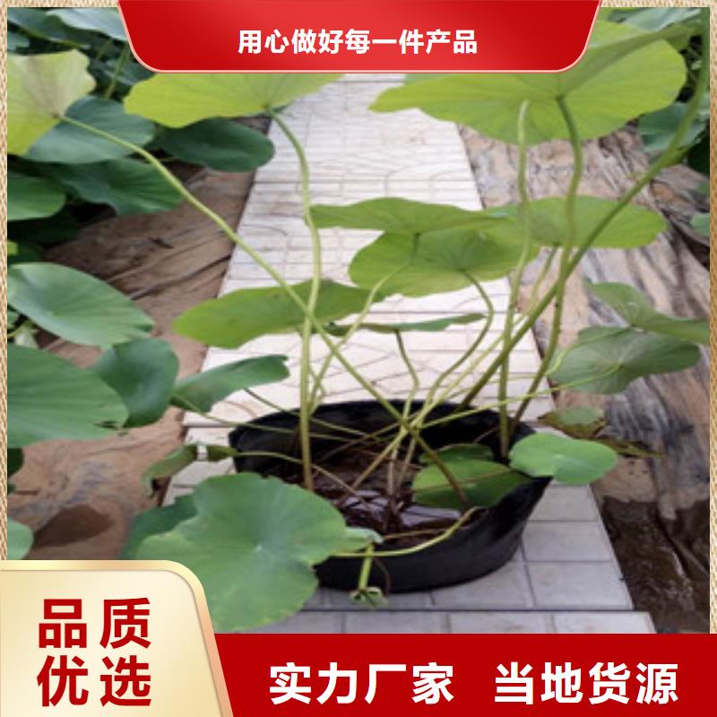 时令草花-【水生植物/荷花睡莲】一致好评产品