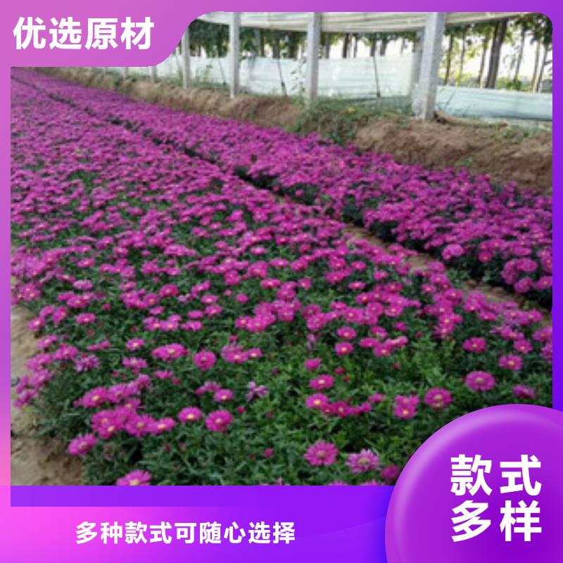 时令草花-宿根花卉基地用心经营