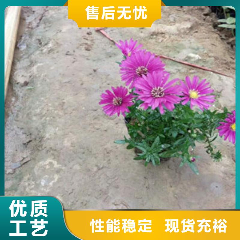 时令草花柳叶马鞭草/薰衣草无中间商厂家直销