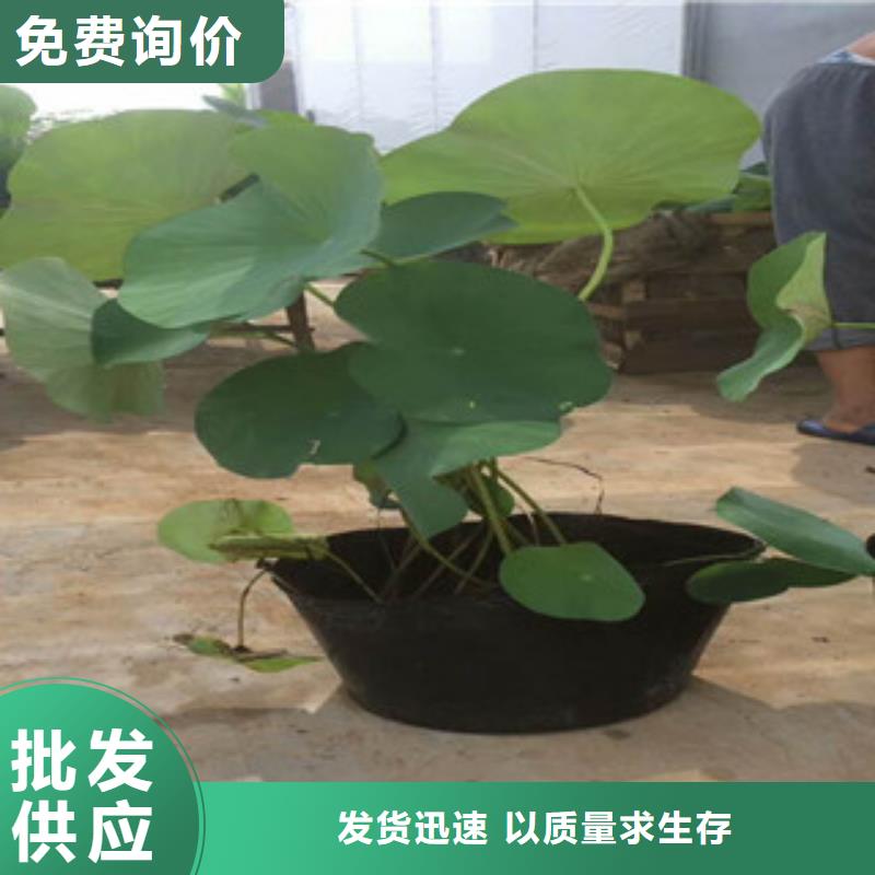 【时令草花】宿根花卉基地一致好评产品