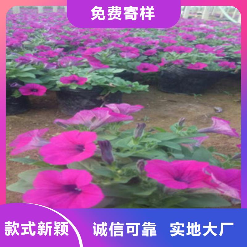 时令草花鲁冰花/粉黛乱子草源厂供货