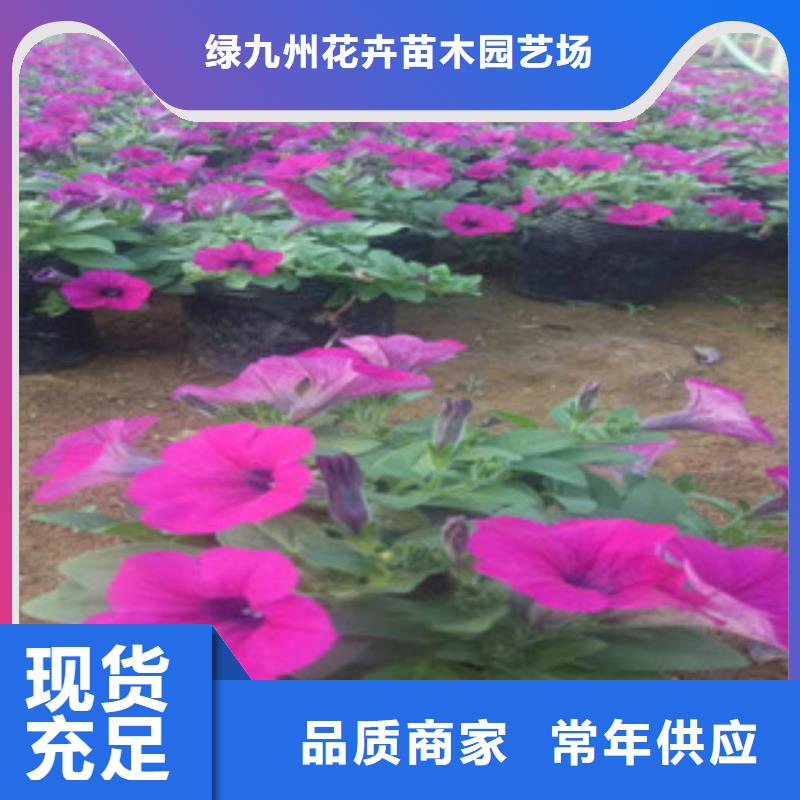 时令草花柳叶马鞭草/薰衣草无中间商厂家直销