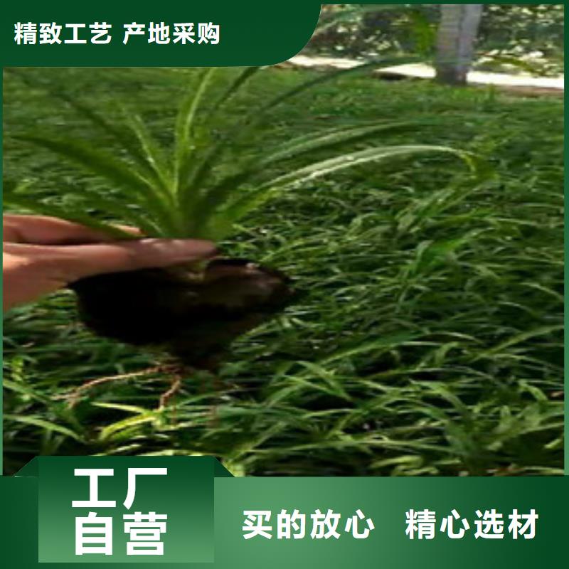 时令草花花海景观工程实体诚信经营