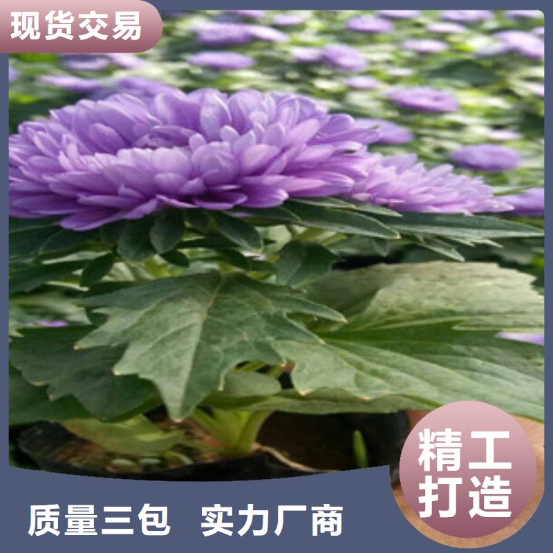 时令草花宿根花卉基地质量检测