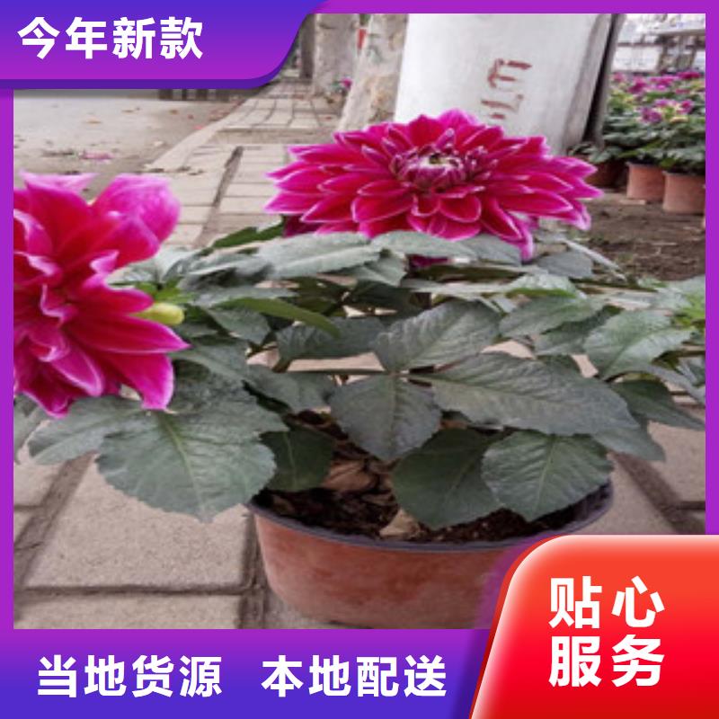 时令草花鲁冰花/粉黛乱子草源厂供货