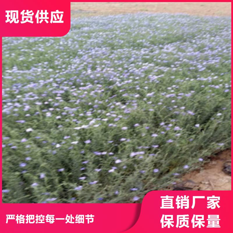 宿根花卉花海景观工程多年行业经验