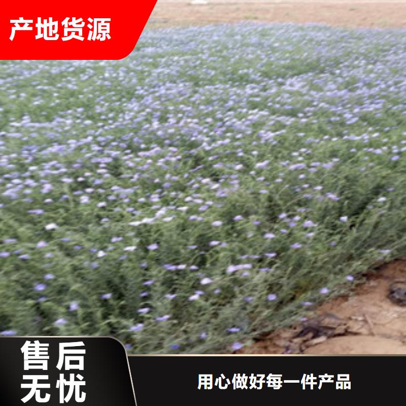 【宿根花卉】水生植物/荷花睡莲厂家现货批发