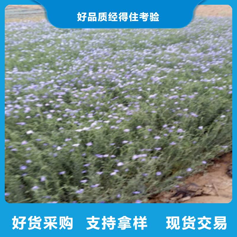 宿根花卉水生植物/荷花睡莲细节之处更加用心