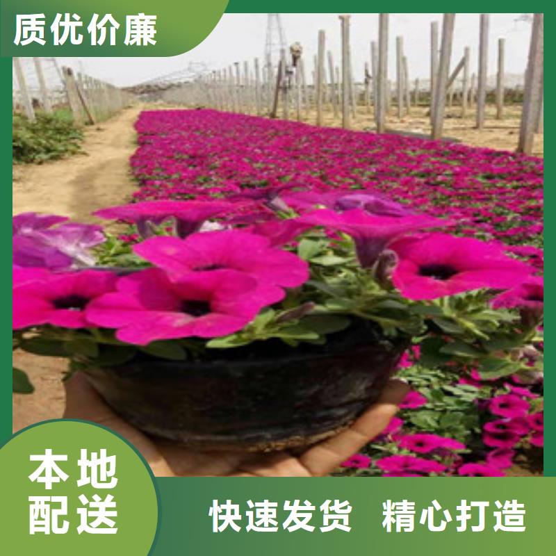 宿根花卉_水生植物/荷花睡莲诚信经营