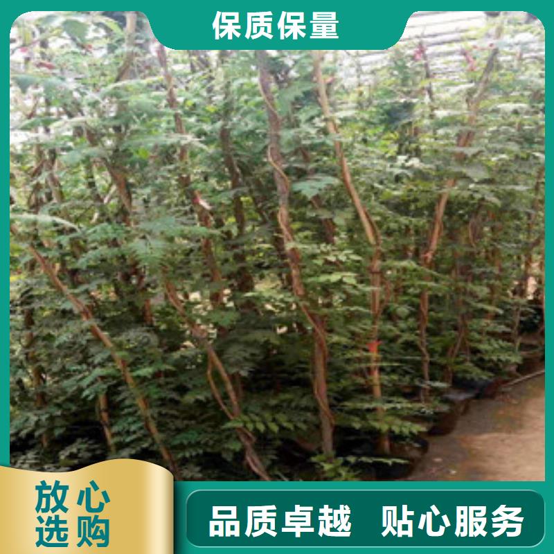 宿根花卉-时令花卉/绿化草花价格随到随提