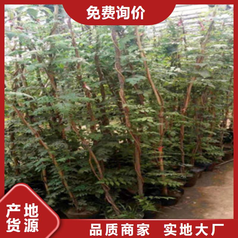 宿根花卉宿根花卉基地实拍品质保障