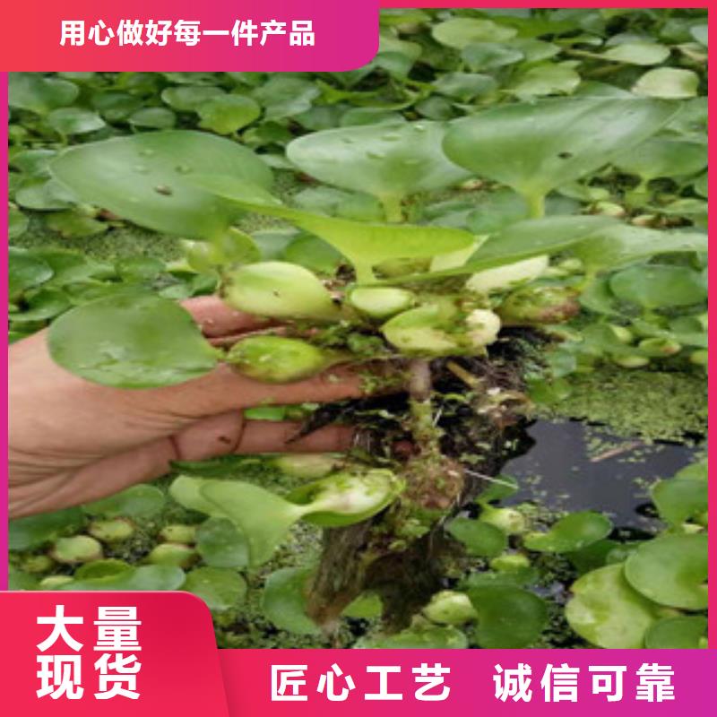 宿根花卉耐寒耐旱草花基地常年出售