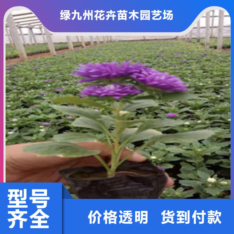 宿根花卉-时令花卉/绿化草花价格一站式采购方便省心