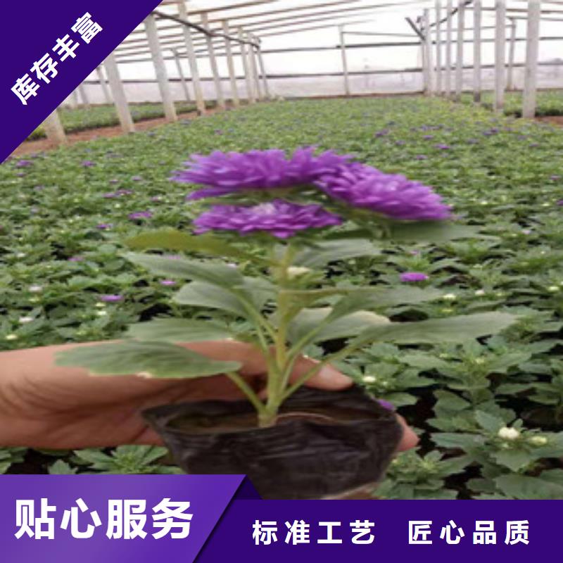 宿根花卉观赏草/蒲苇狼尾草好产品有口碑